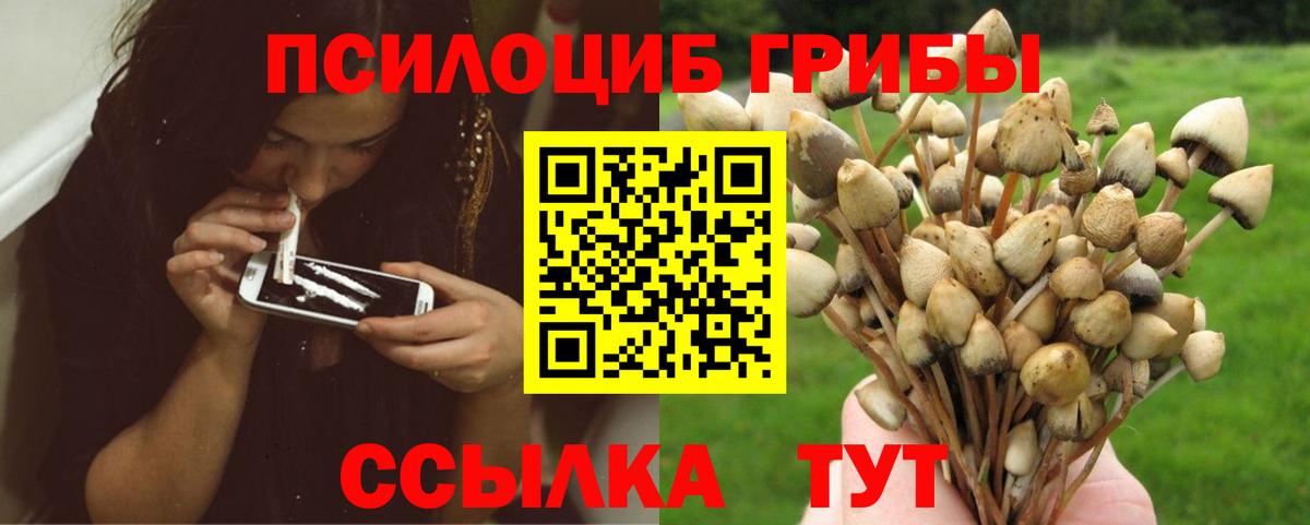 Кувандык  Галлюциногенные грибы Psilocybe  купить  сайты  Псилоцибиновые грибы GOLDEN TEACHER  Вход с VPN 